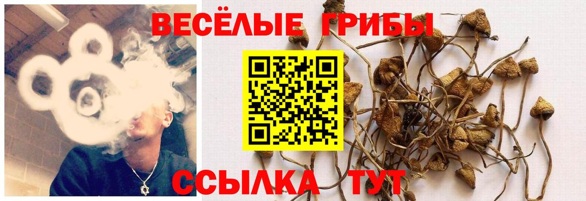 Псилоцибиновые грибы Cubensis  Псилоцибиновые грибы ЛСД  Сегежа  магазин продажи наркотиков  Вход с VPN 